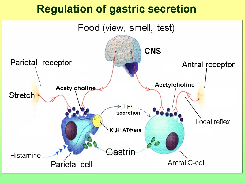 Antral G-cell Parietal cell Gastrin Н+ secretion К+,H+ АТФase CNS Acetylcholine Antral receptor Local
